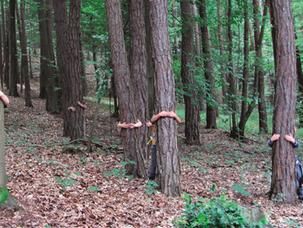 Bäume im Wald, Kinder umarmen die Bäume